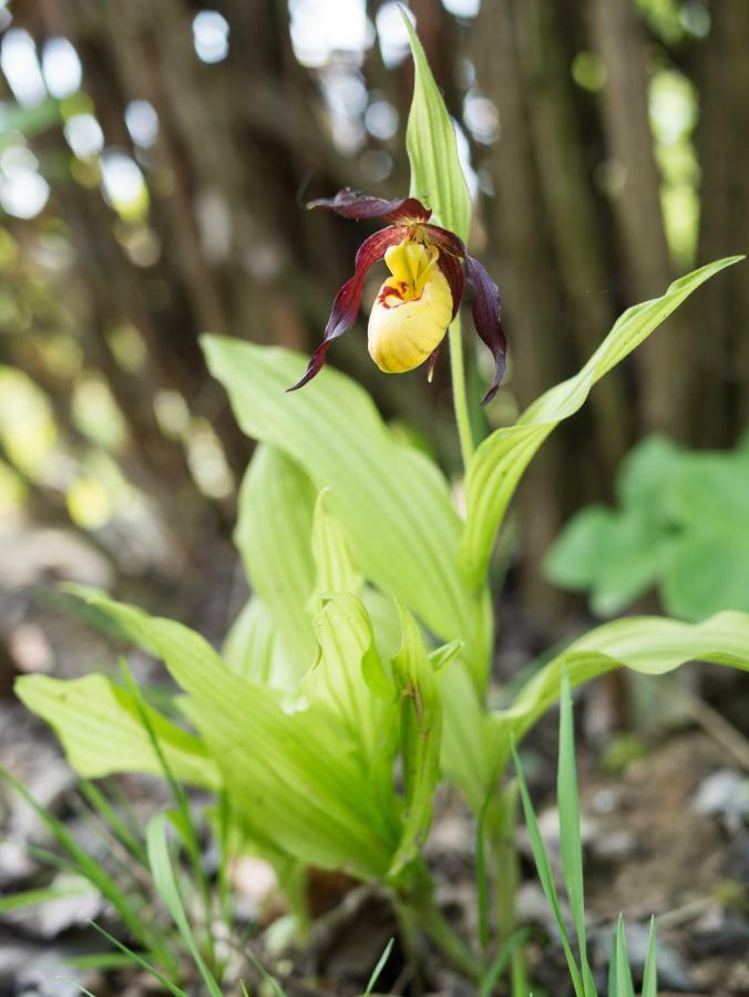Ferienhaus Blumenparadies Stainz Zewnętrze zdjęcie